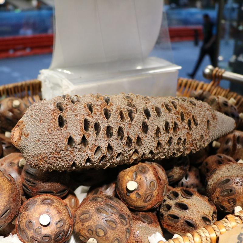 Banksia Seed Diffusers & Accessories