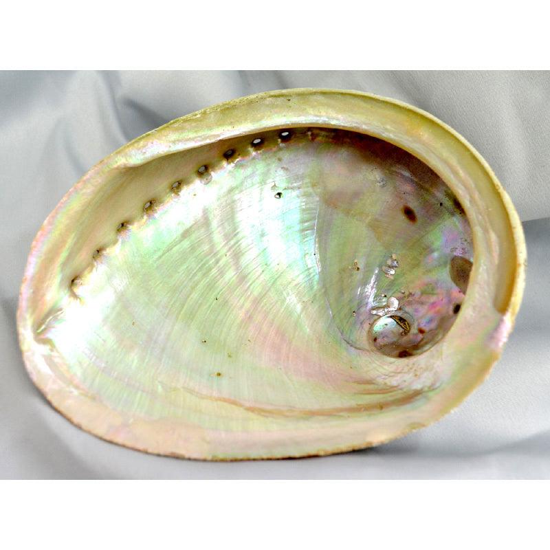 Abalone Shell Large Grade A - Inspire Me Naturally 